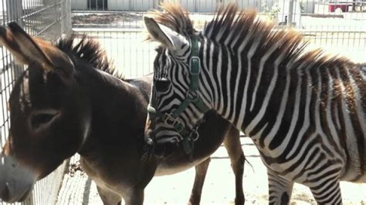 Noise Zebra Makes: Exploring the Unique Sounds of These Striped Wonders