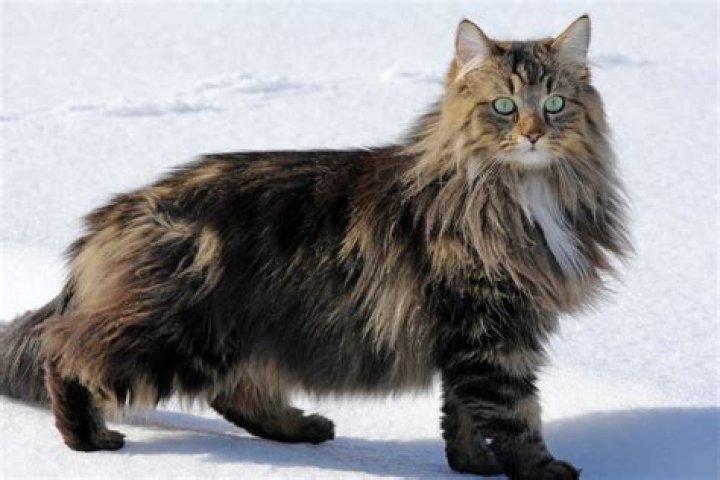 Norwegian Forest Cat Care: A Comprehensive Guide for Cat Lovers