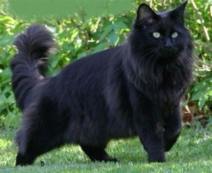 Norwegian Forest Cats Black: A Majestic Feline with a Dark and Alluring Coat