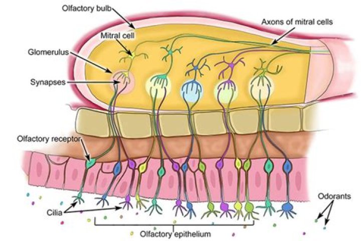 Olfactory Receptors Which Provide the Sense of Smell Are Essential for Perception