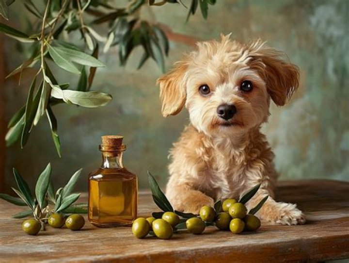 Olive Oil and Dogs: The Ultimate Guide to Understanding the Benefits and Risks