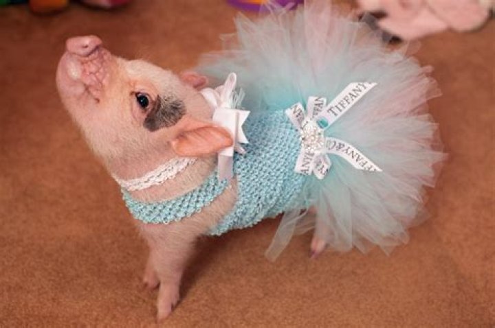Stylish Outfits for Pigs: Elevate Your Porcine Fashion Game