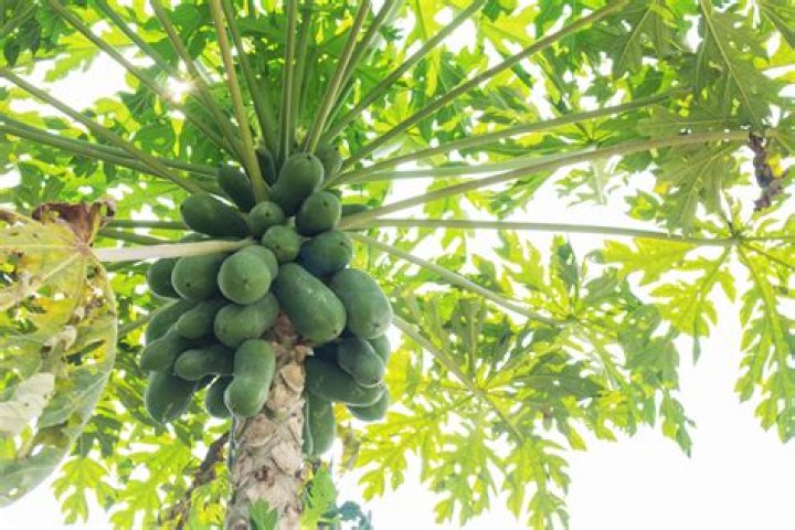 Papaya Fruit Tree OSRS: A Comprehensive Guide to Growing and Maximizing Profits