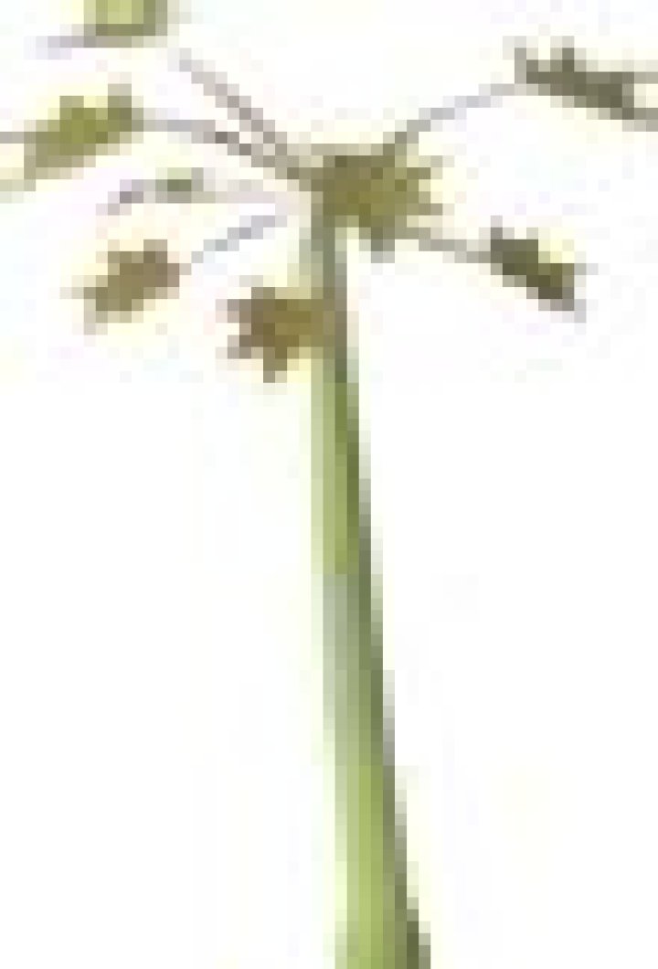 Papaya Tree OSRS: A Comprehensive Guide to Unlocking Its Potential