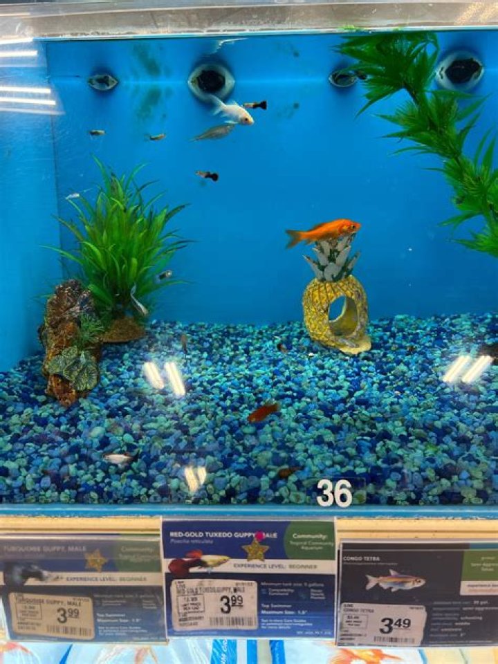 Petsmart Fish Warranty: A Comprehensive Guide to Protect Your Aquatic Pets