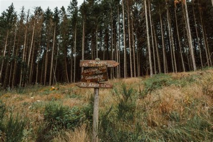 Pining for Kim Trailblazer: Exploring the Life, Achievements, and Legacy