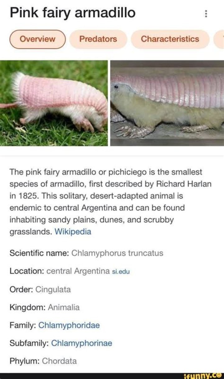 Pink Fairy Armadillo Predators: A Comprehensive Guide to Understanding Their Threats and Survival