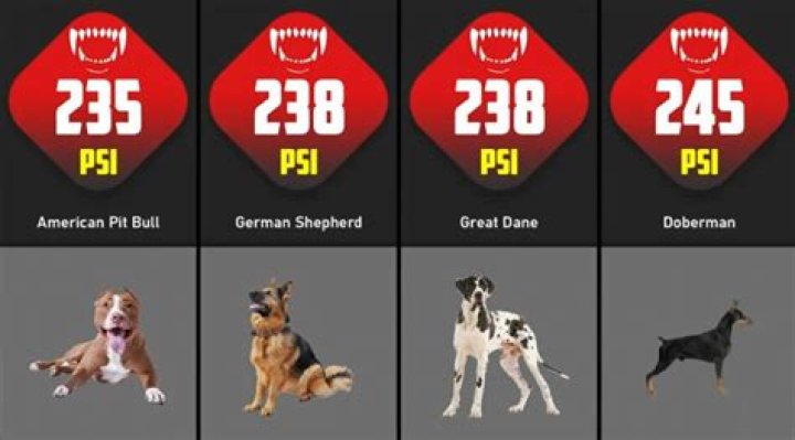 Pit Bull Bite Force: Understanding the Power and Misconceptions