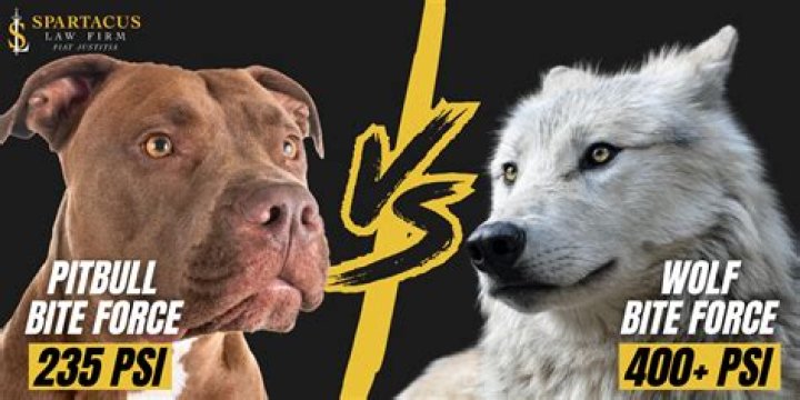 Pitbull Dog Bite Force: Understanding the Strength and Controversy