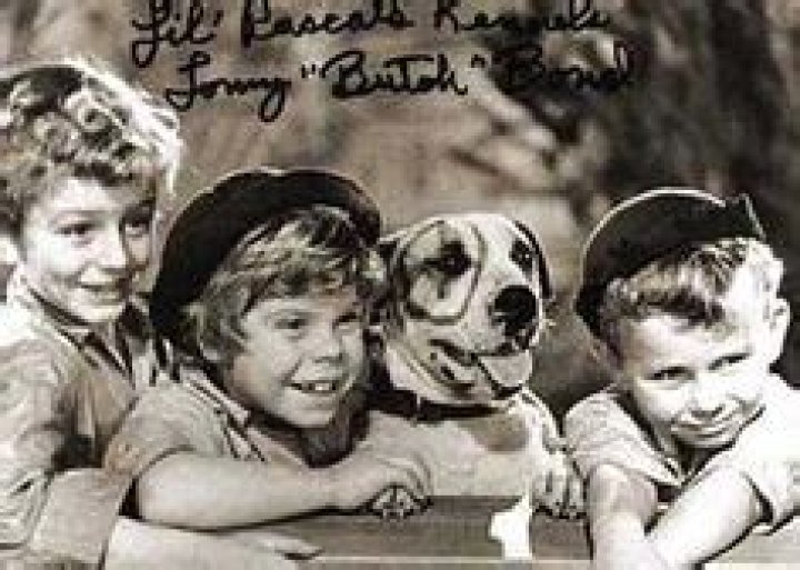Pitbull Little Rascals: A Comprehensive Guide to Understanding Their Origins, Care, and Popularity