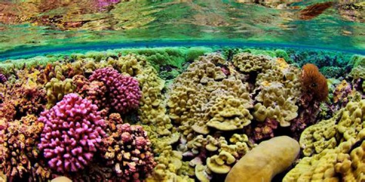 Discover the Fascinating World of Plants from Ocean