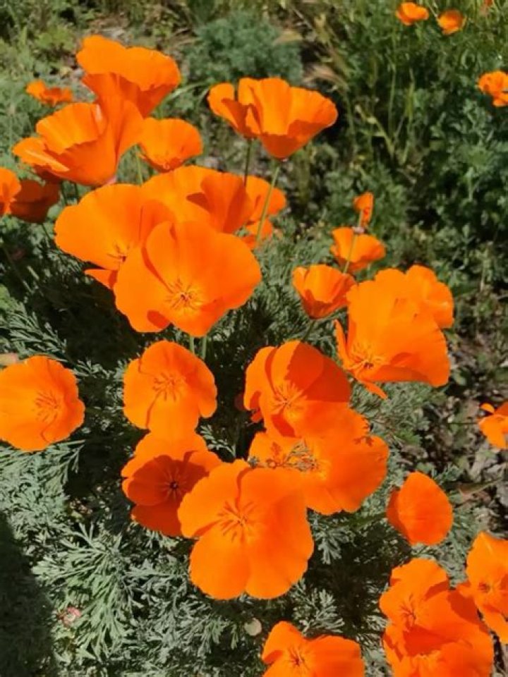 Poppy Arizona: The Rising Star in the Entertainment Industry