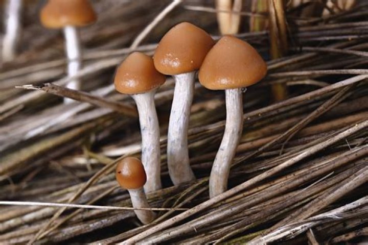 Exploring the World of Psilocybe Azurescens: A Comprehensive Guide