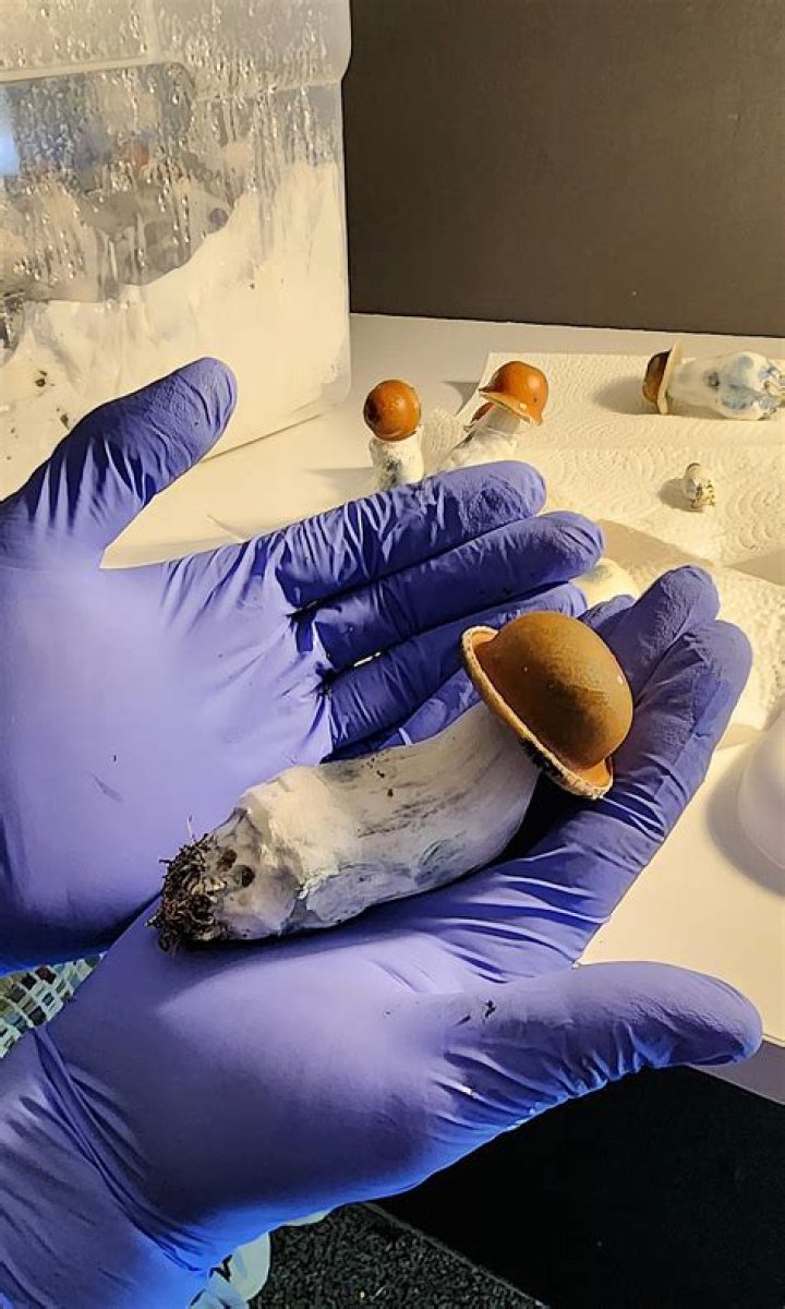 Rate My Penis: A Comprehensive Guide to Understanding and Embracing Your Body