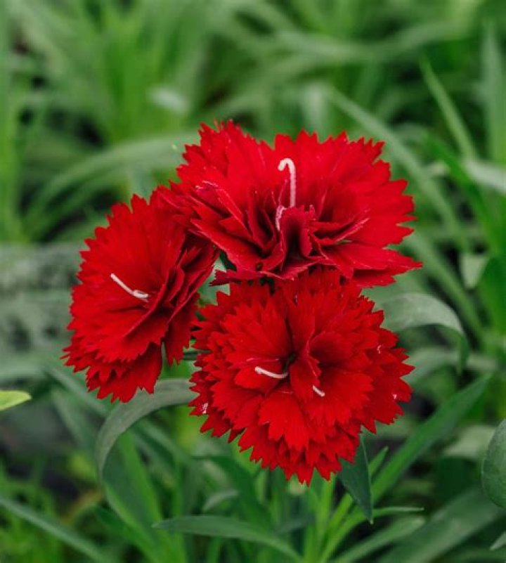 Red Carnation Flowers: The Ultimate Guide to Their Beauty and Significance