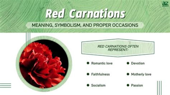 Red Carnation Meaning: A Comprehensive Guide to Love, Passion, and Symbolism