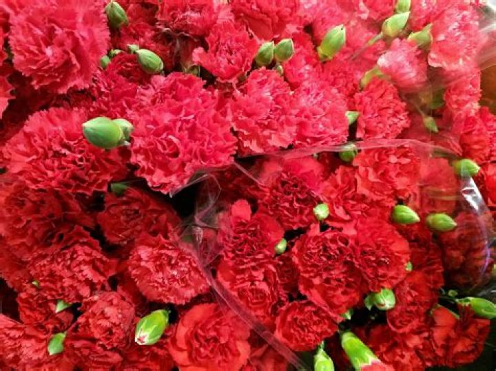 Red Carnations: The Ultimate Guide to Their Beauty, Symbolism, and Care