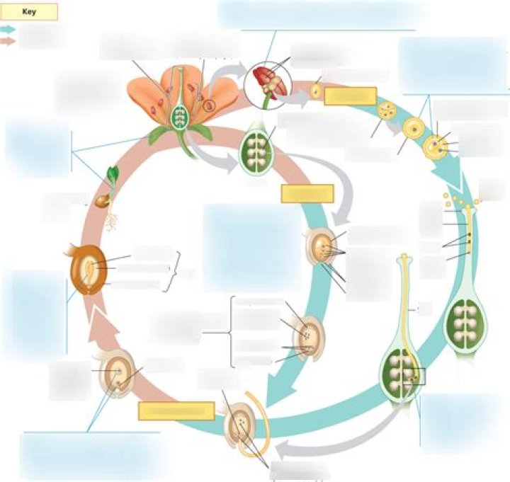 Understanding the Red Spider Lily Life Cycle: A Comprehensive Guide