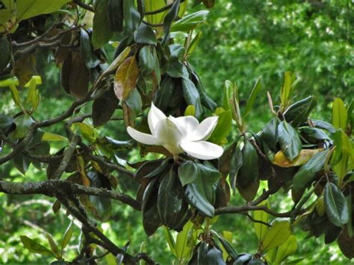 Regal Magnolia Place 16 Coral Springs: A Comprehensive Guide to Your Dream Home