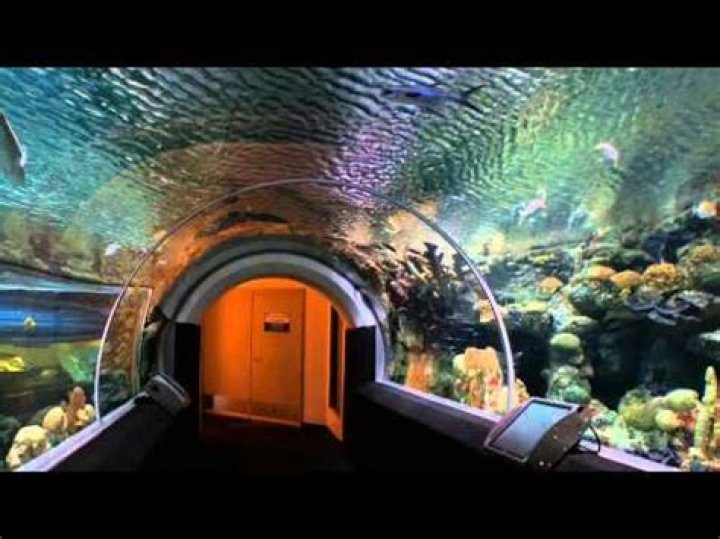 Discover the Fascinating World of Reiman Aquarium Milwaukee WI