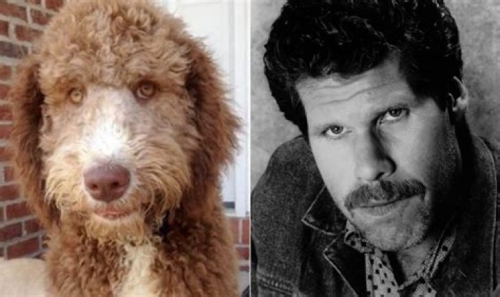 Ron Perlman Dog: The Story of a Star's Canine Companion