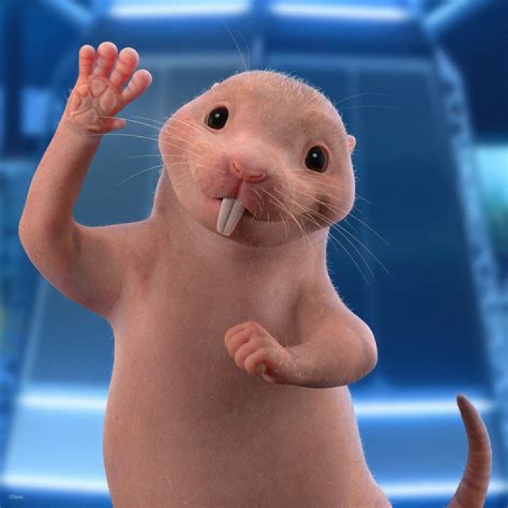 Rufus from Kim Possible: The Ultimate Guide to Kim's Tiny Sidekick