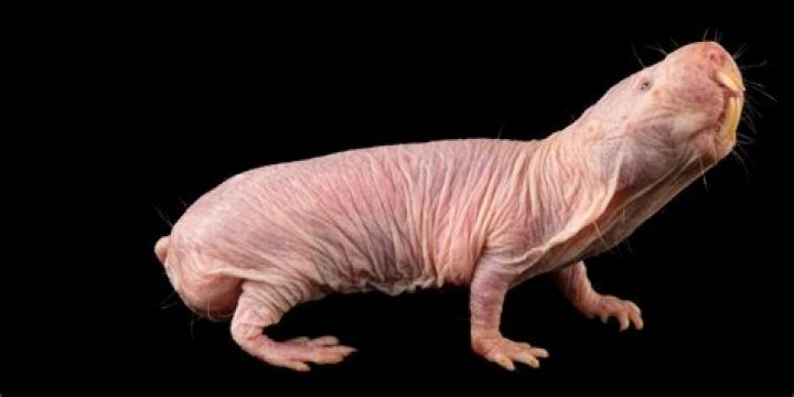 Rufus the Hairless Mole Rat: A Fascinating Creature with Unique Adaptations