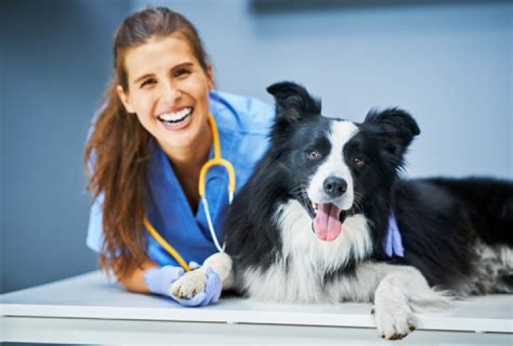 Comprehensive Guide to the Salary of a Vet Tech in California