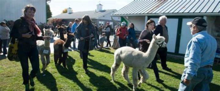 Sheep & Wool Festival Rhinebeck NY: A Celebration of Fiber Arts and Woolly Wonders