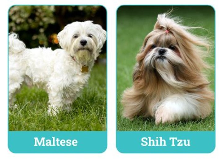 Shih Tzu and Maltese Crossbreed: The Ultimate Guide to This Adorable Hybrid