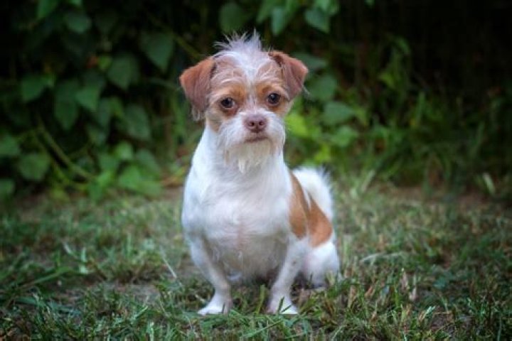 Shih Tzu/Chihuahua Mix: The Ultimate Guide to This Adorable Hybrid Breed
