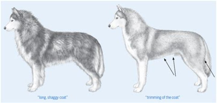 Siberian Husky Coat Patterns: A Comprehensive Guide for Dog Enthusiasts