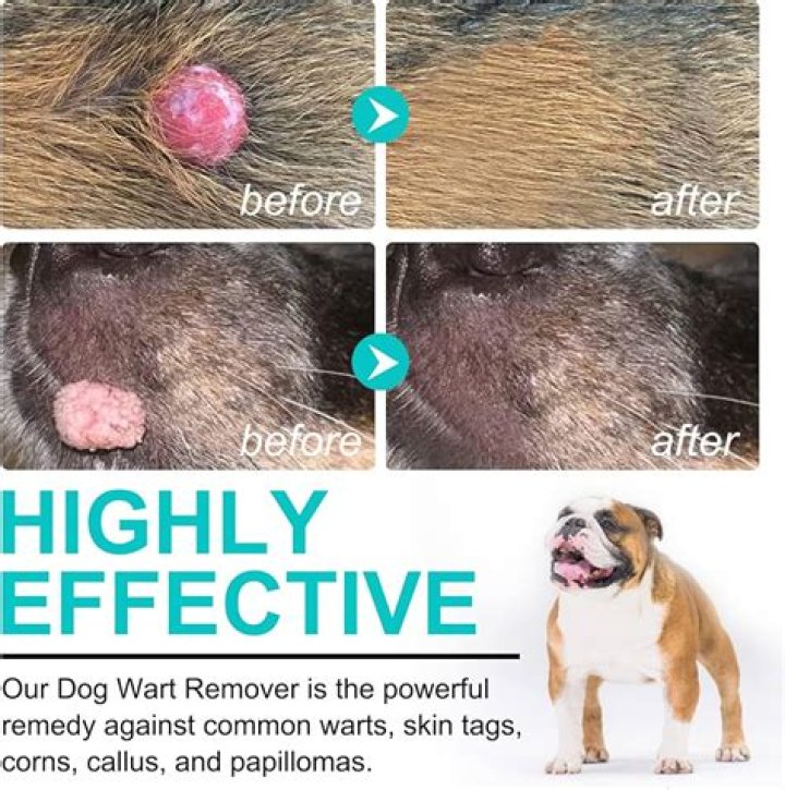 Skin Tags in Dogs Pictures: A Comprehensive Guide for Pet Owners