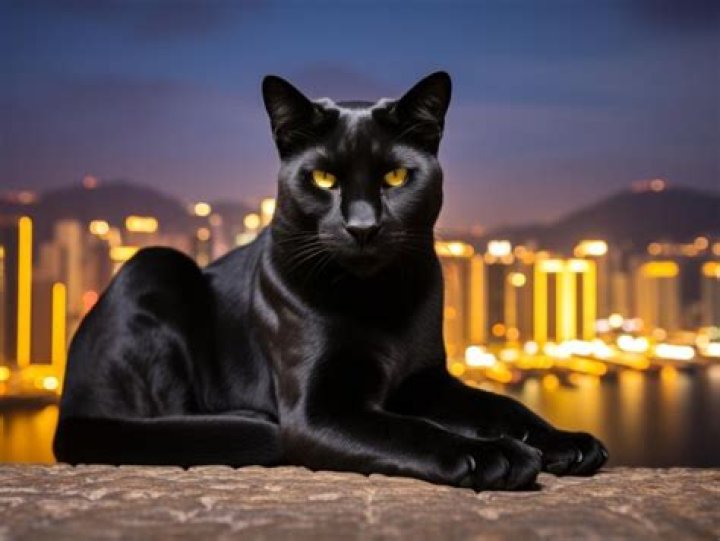 Sleek Cat: The Ultimate Guide to Owning and Caring for Your Graceful Companion