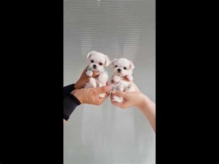 The Smallest Maltese: Discovering the Charm and Care of This Tiny Breed
