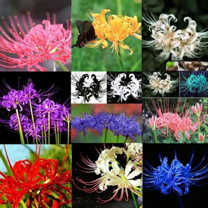 Spider Lily Colors Meaning: A Comprehensive Guide to Their Symbolism and Cultural Significance