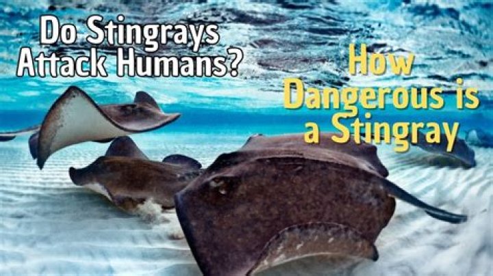 Stingrays Attack: Understanding the Risks and How to Stay Safe
