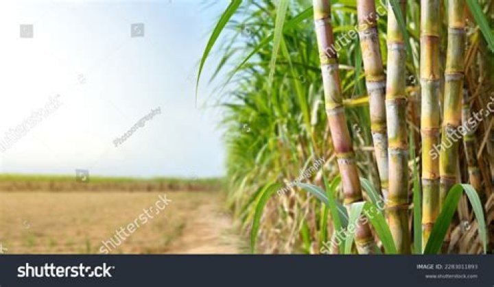 Sugar Cane For Feed: A Comprehensive Guide to Utilizing Sugarcane as Animal Feed
