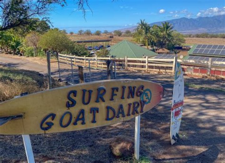 Discover the Unique World of Surfing Goat Dairy: A Revolutionary Approach to Sustainable Farming