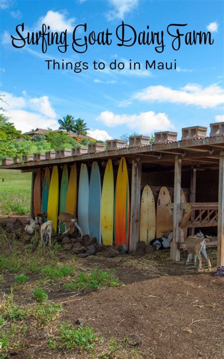 Discover the Fascinating World of Surfing Goat Farm: A Unique Agricultural Adventure