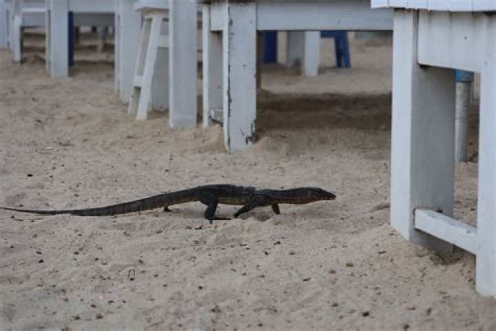 SZAEX: A Comprehensive Guide to Understanding Its Significance and Impact