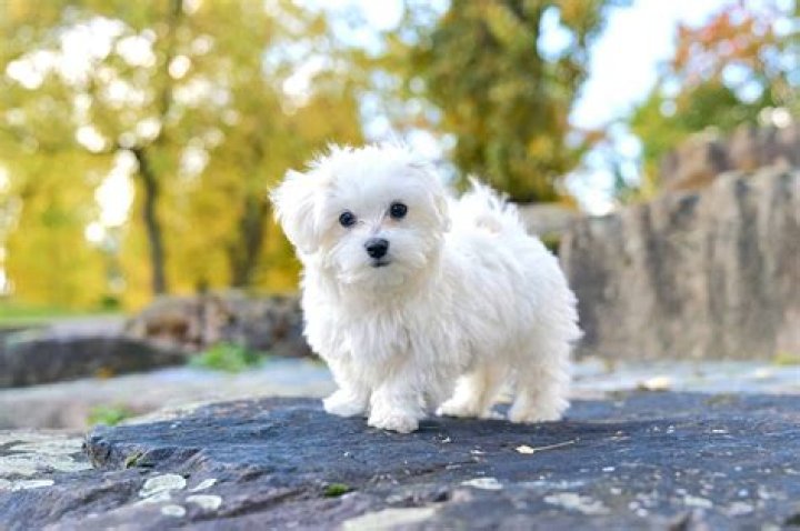 T Cup Maltese: The Ultimate Guide to Owning and Caring for This Adorable Companion