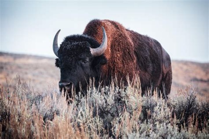 Tarek El Moussa Nationality: Unveiling the True Roots of the Property Brothers Star