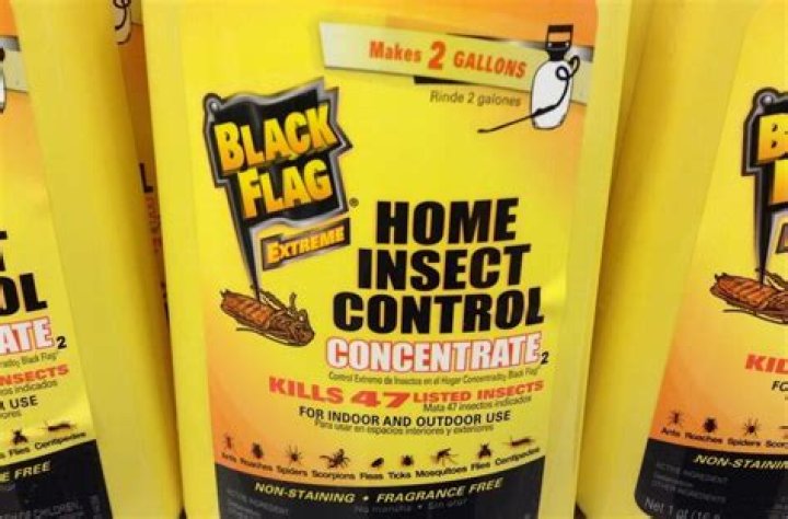 The Best Roach Killer: Effective Solutions to Eliminate and Prevent Infestations