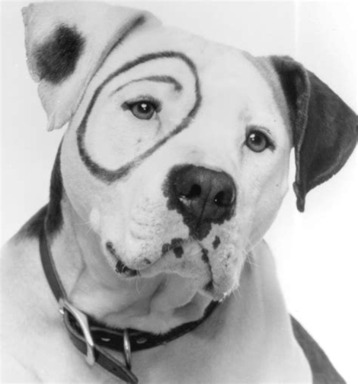 The Little Rascals Dog: A Heartwarming Companion Through the Ages