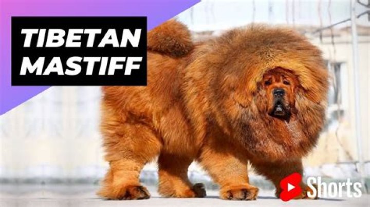 Tibetan Mastiff: The Most Expensive Dog in the World