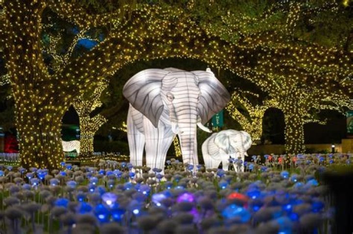 Houston Zoo Lights Tickets: A Magical Holiday Experience Under the Stars