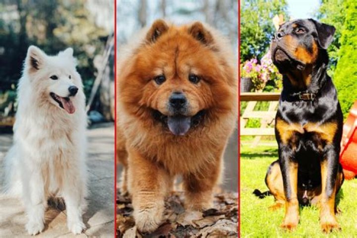 Top Ten Most Expensive Dog Breeds in the World