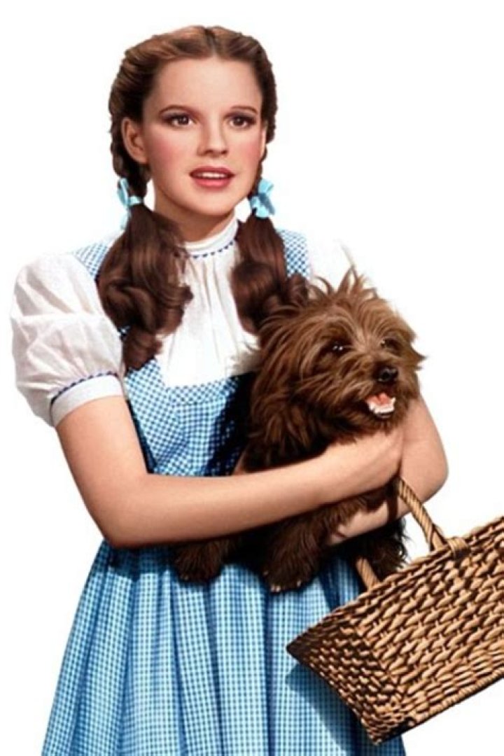 Toto from Dorothy: A Comprehensive Exploration of the Iconic Character