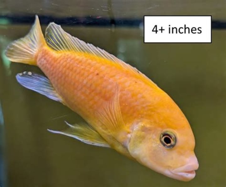 Tracie Pencer: A Detailed Exploration of Her Life, Achievements, and Influence